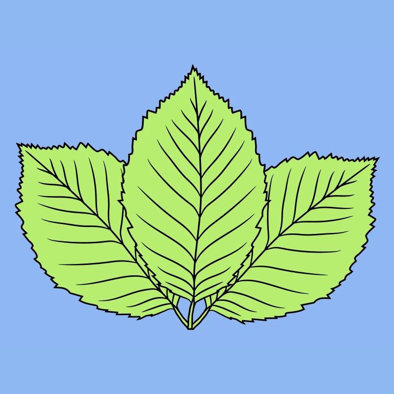3 leaves beech leaf tree plant shape clip art d