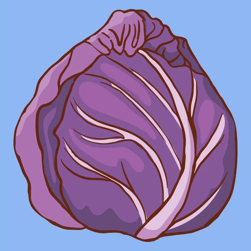 Red cabbage head Blue cabbage red cabbage Blue cabbage