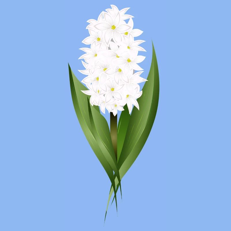 Jacinthe blanche – délicatesse sous forme de fleur