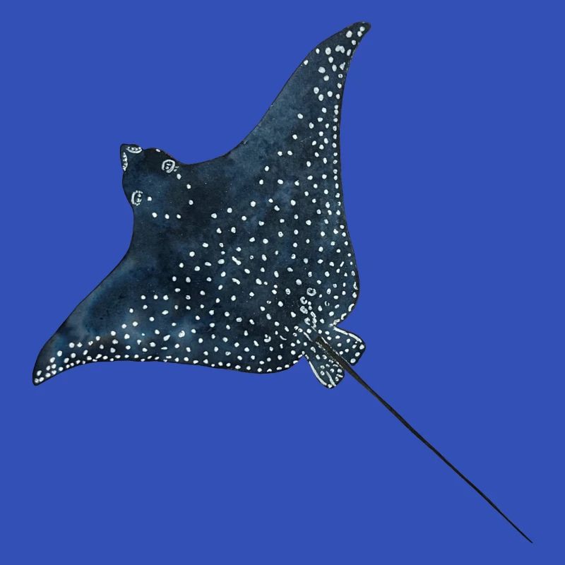 Rays Eagle Rays Stingrays Reef Plongée