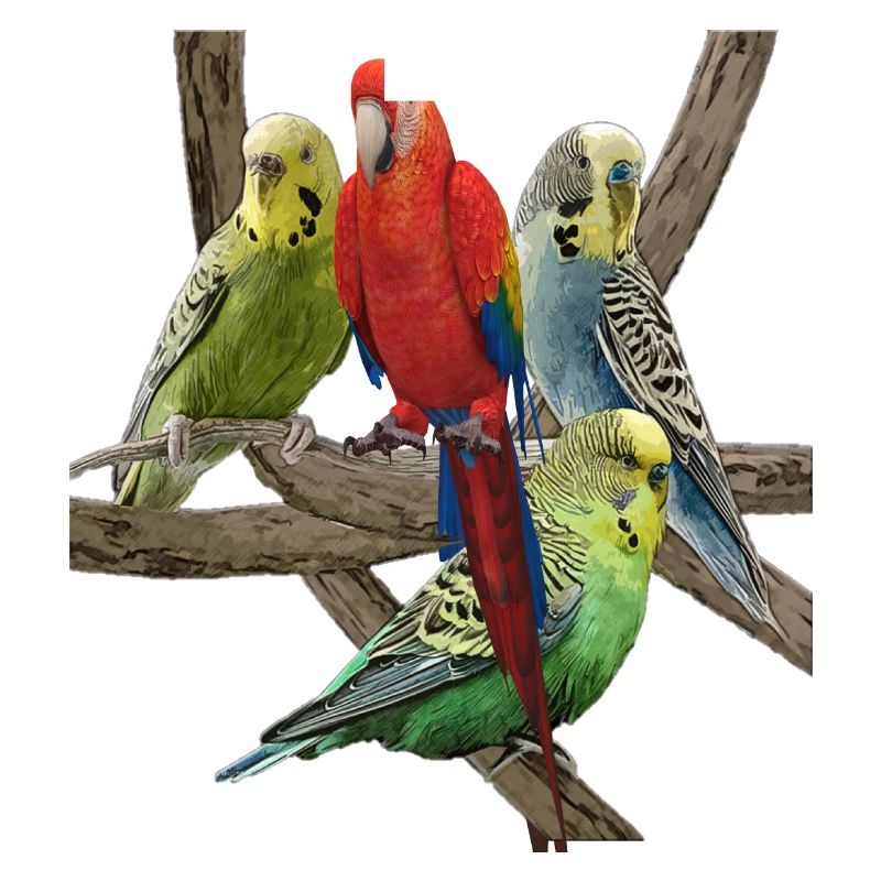 Budgerigar
