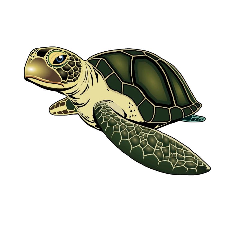 tortue