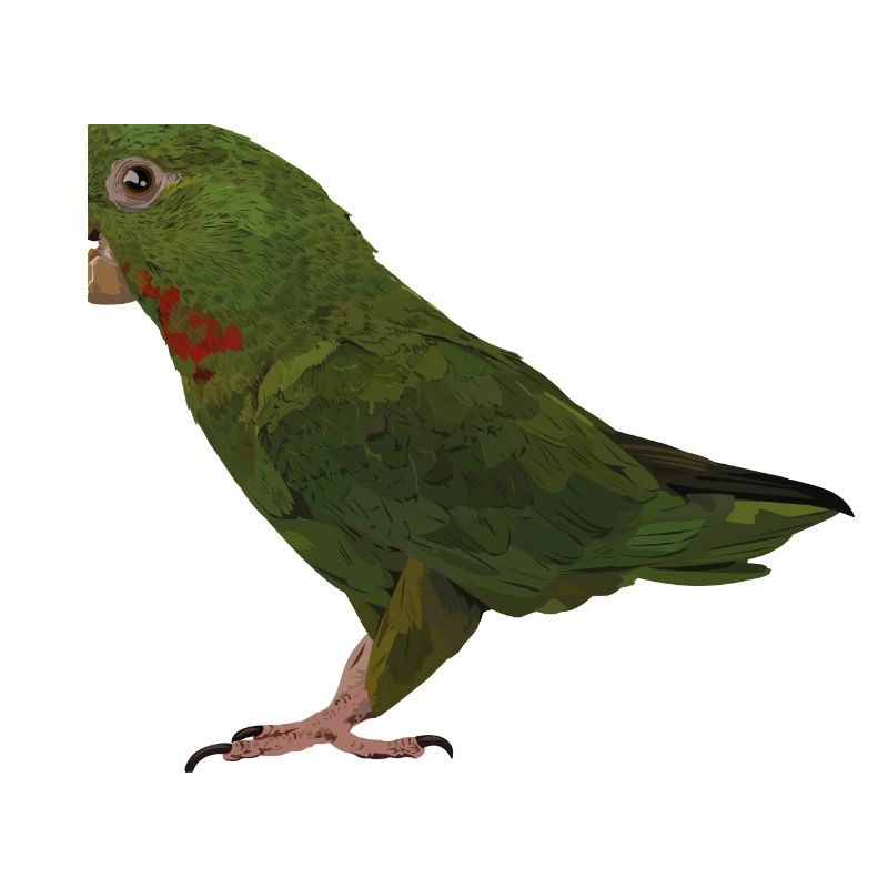 parrocchetto dalla gola rossa