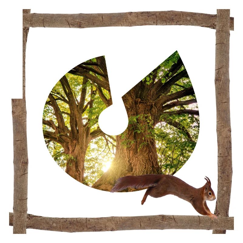 wald mit eichhörnchen u