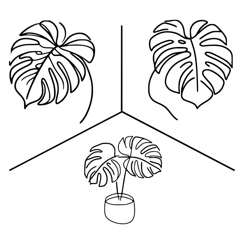 Conception Monstera