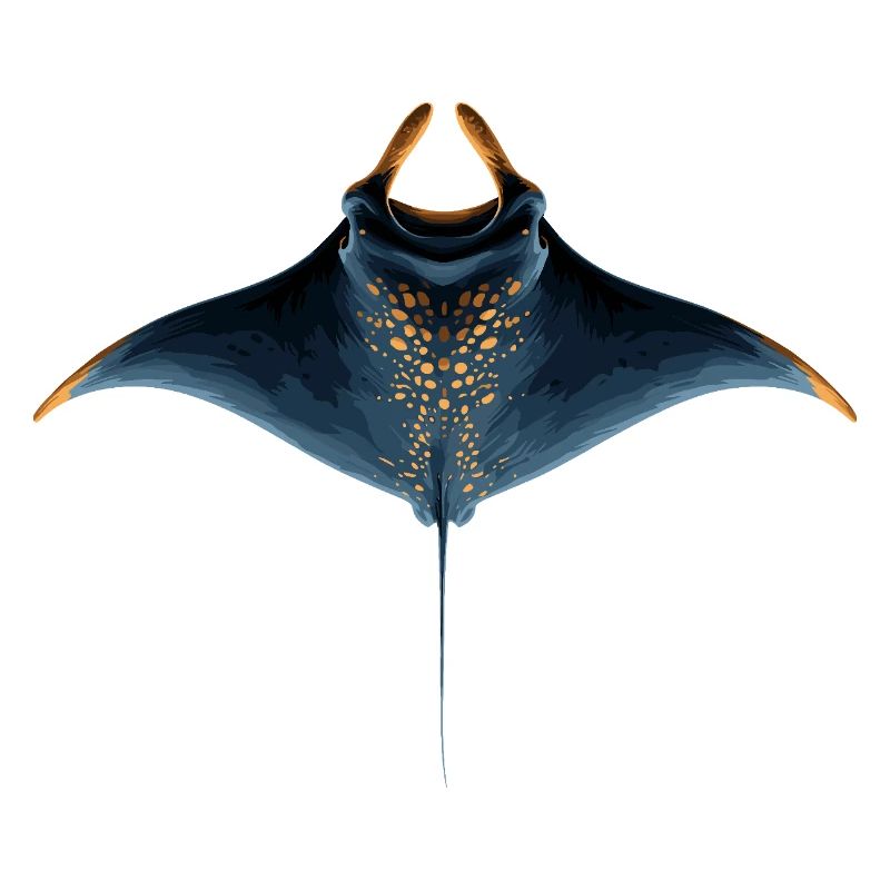 Manta Rochen Teufelsrochen Stachelrochen Taucher