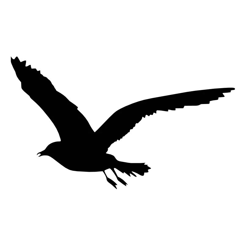 seagull