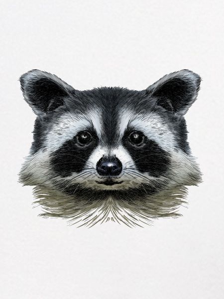 Waschbär