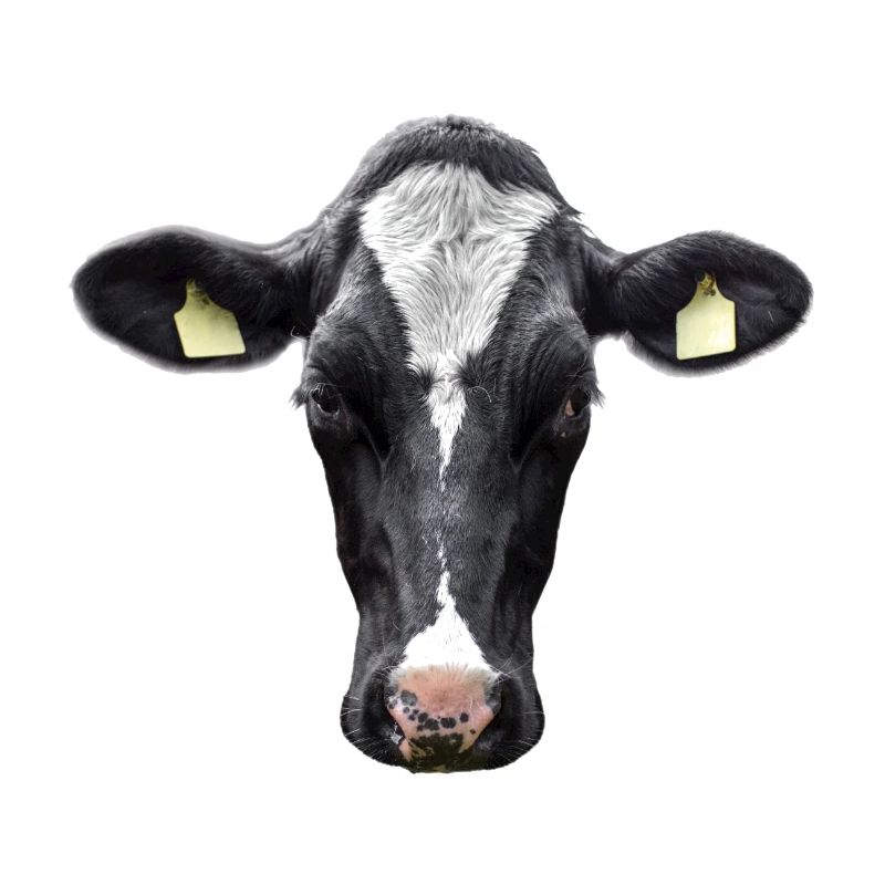 Vache stupide