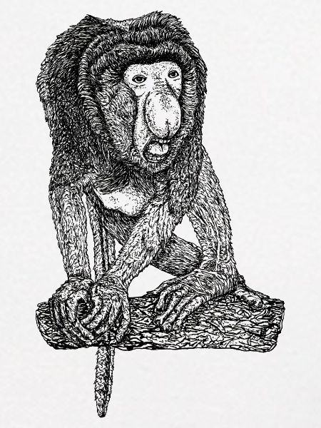Singe Proboscis