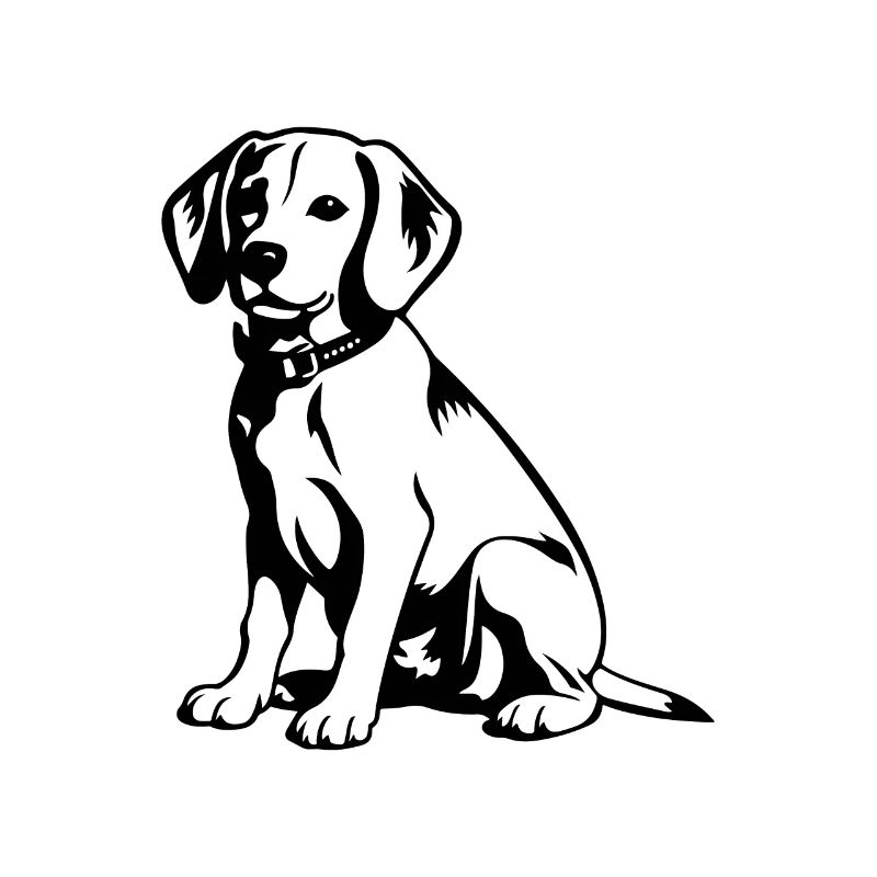 Beagle Hund