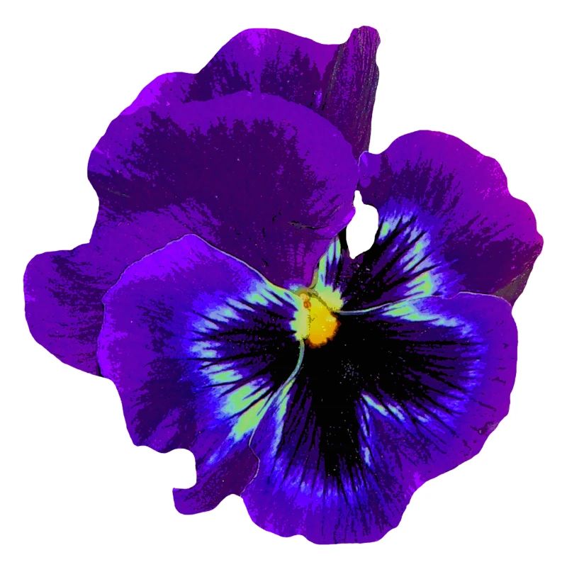 Das violette Denken