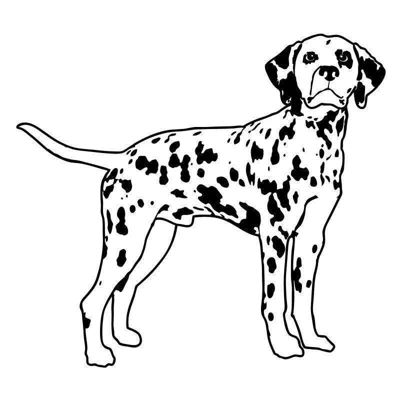 Dalmatian de