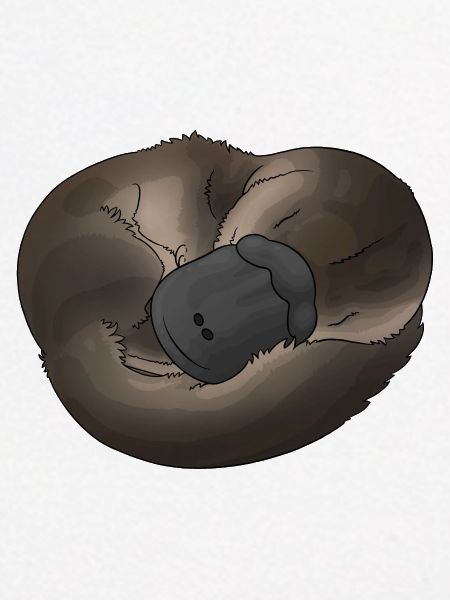Platypus - Schnabeltier