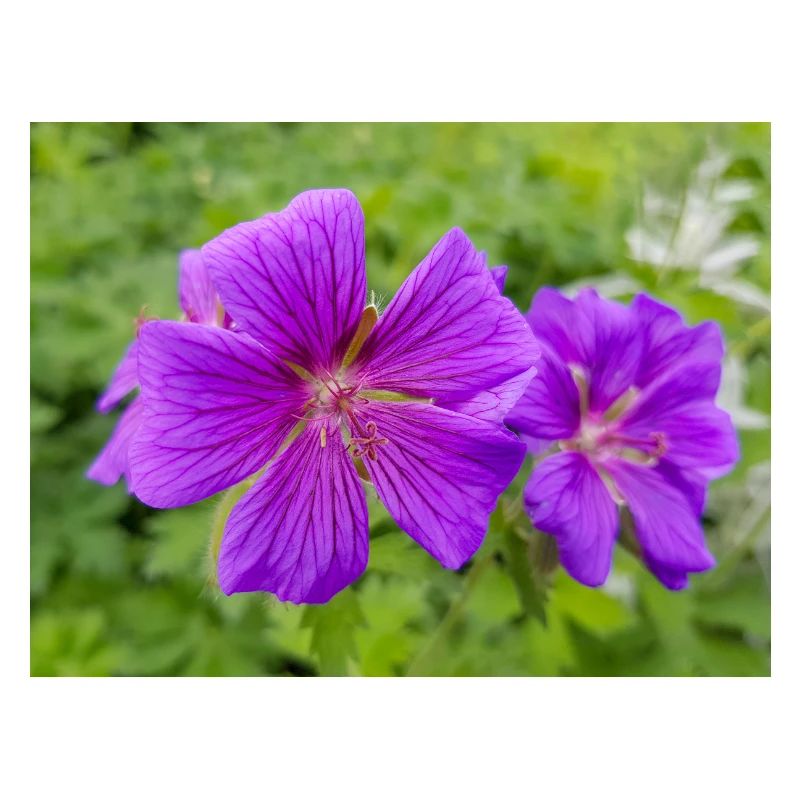 Geranium Brookside in deutsch Storchschnäbel