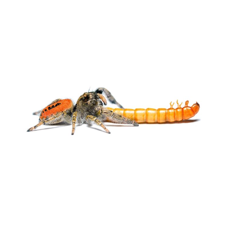 Araignée sauteuse Phidippus texanus araignée sauteuse