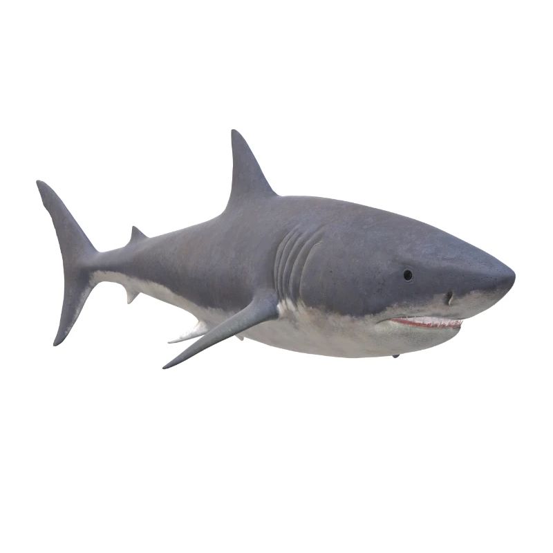 Requin