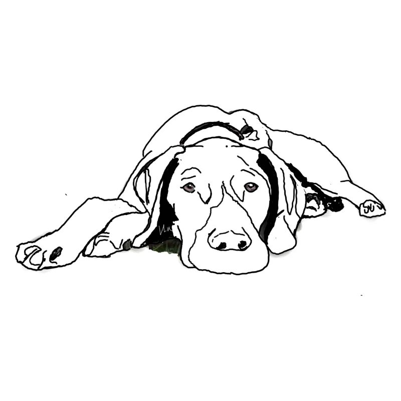 Pointer German Shorthair