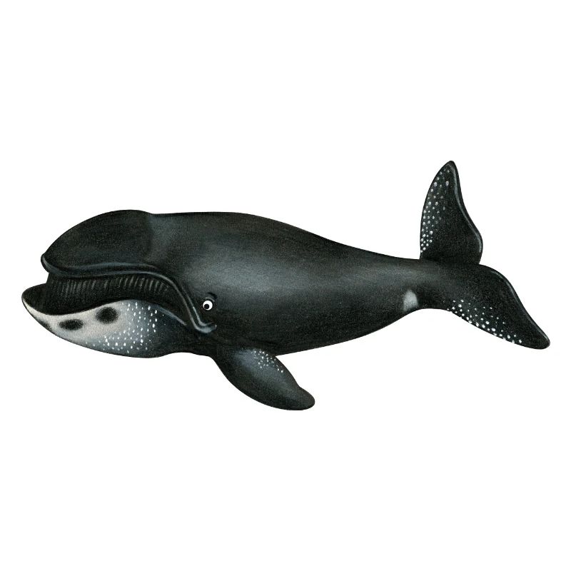bowhead whale