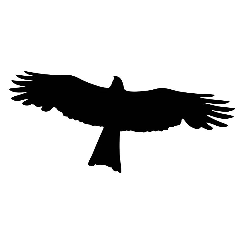 Faucon - Rapace
