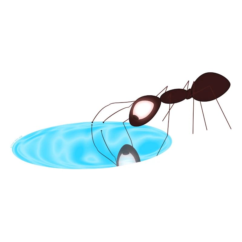 Ant