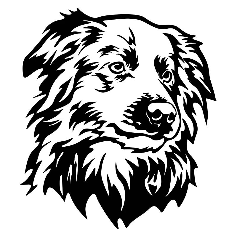 Border Collie Head