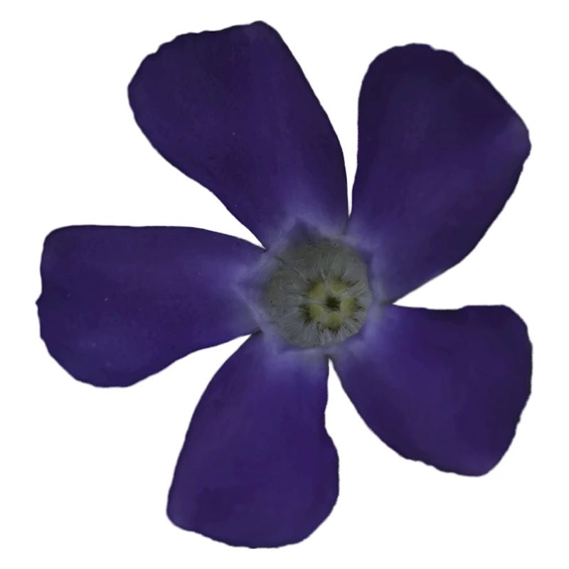 Fleur pourpre pervenche