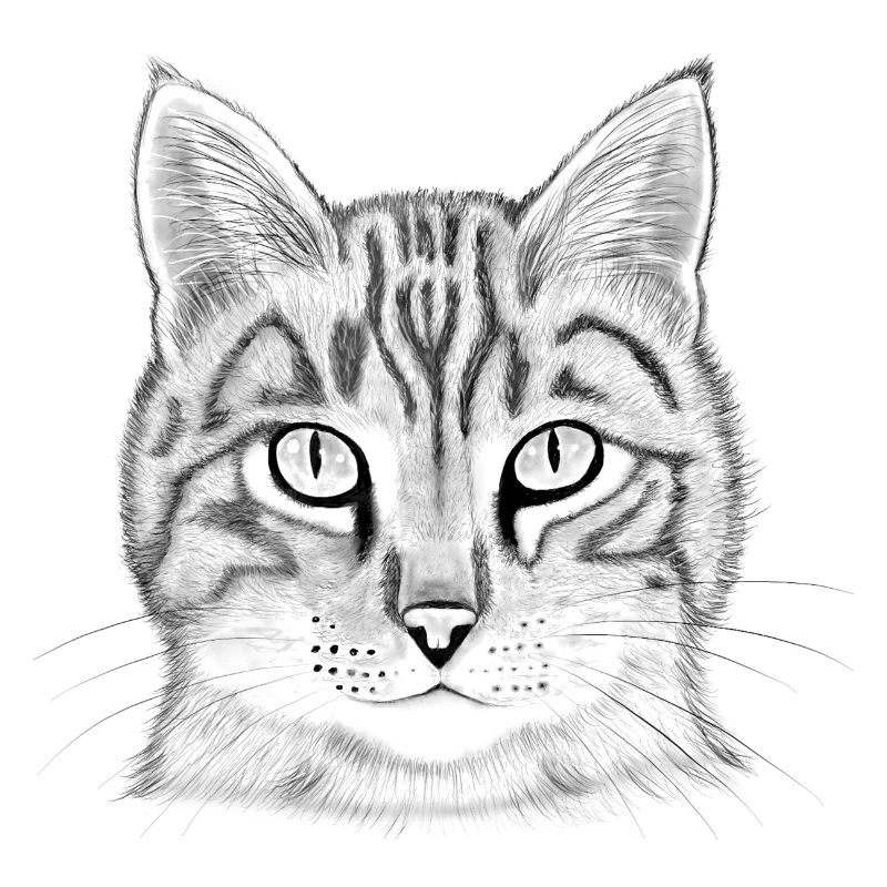 Cat's head drawn