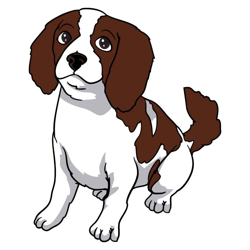 Cavalier King Charles Spaniel dog