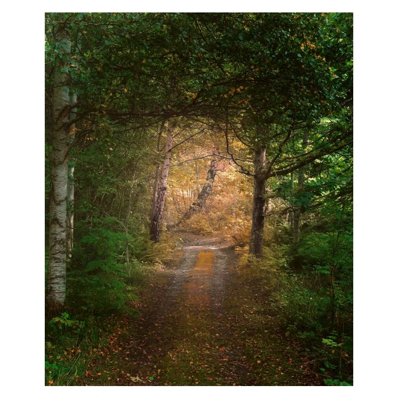 Forêt