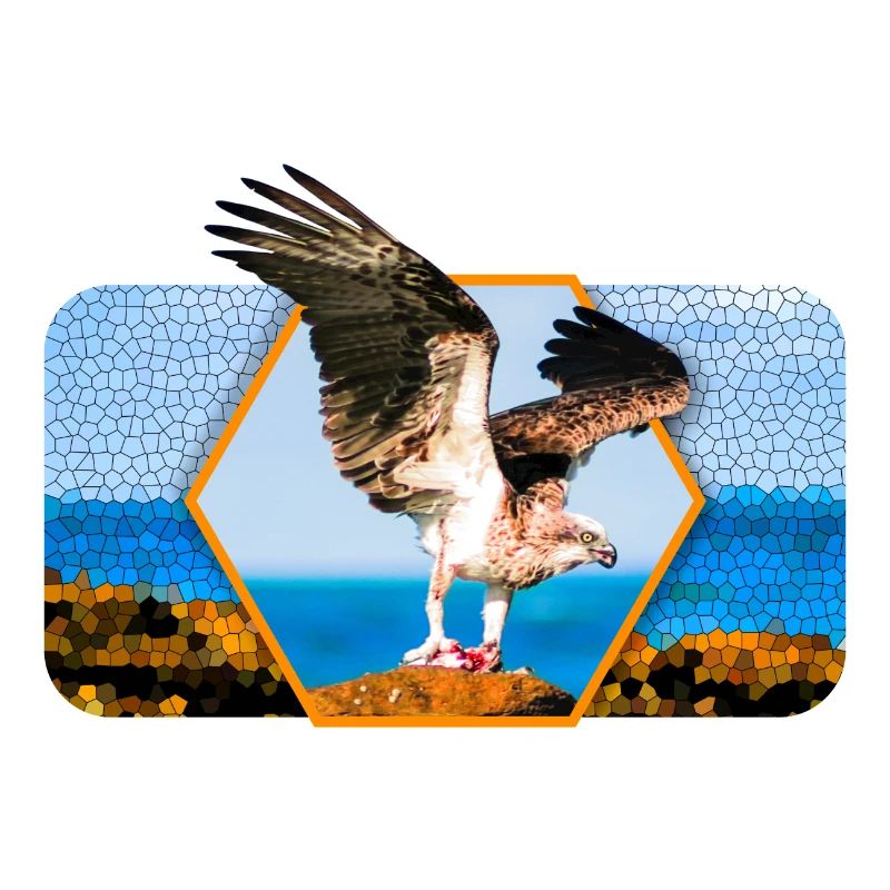 Aigle aux ailes déployées et forme graphique