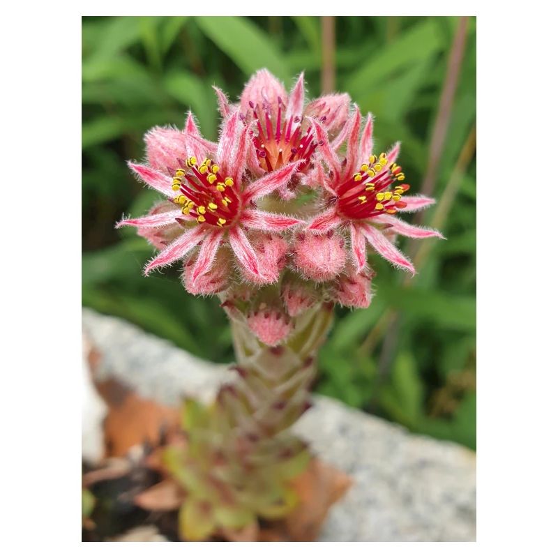 liveforever also hen and chicks Sempervivum