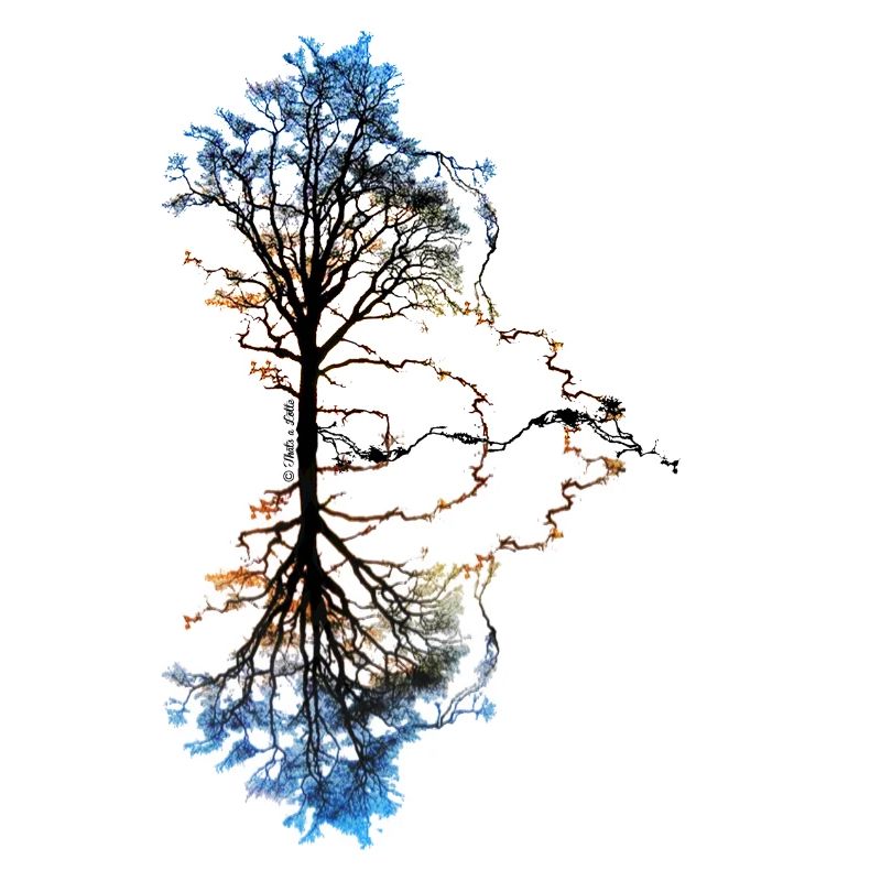 Two Trees