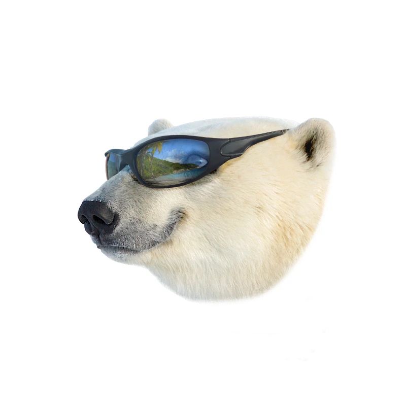 Global Warming Ice Bear Polar global warming