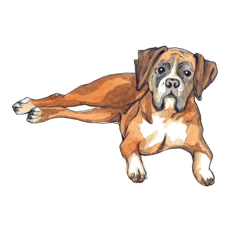 Deutscher Boxer