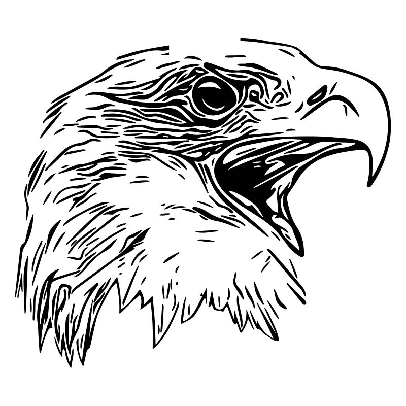 Tête d’aigle - Oiseau de prédant Royal Vector