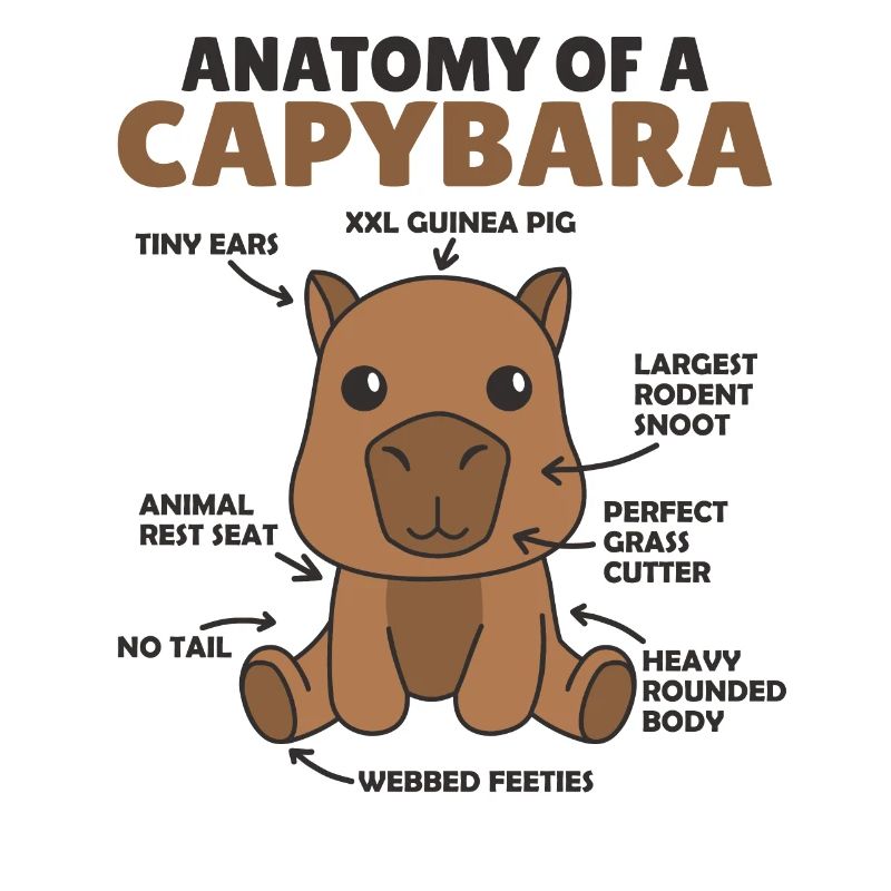 Explication du capybara doux Anatomie d’un capybara