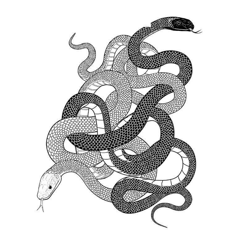 Schlangen Geschenk python anaconda snake