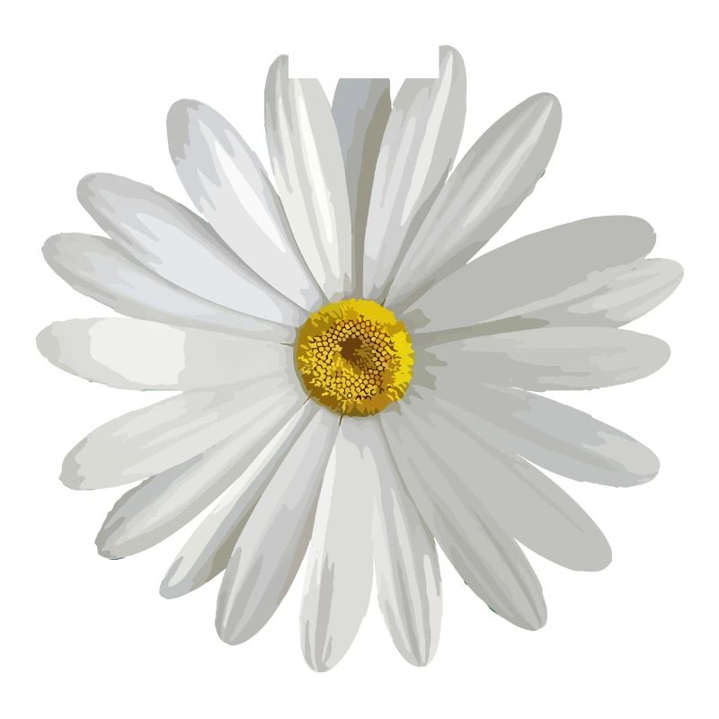 daisy