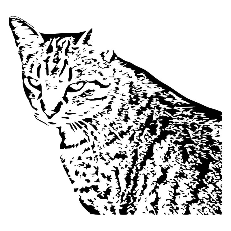 Cat, Kitten, Tiger Cat