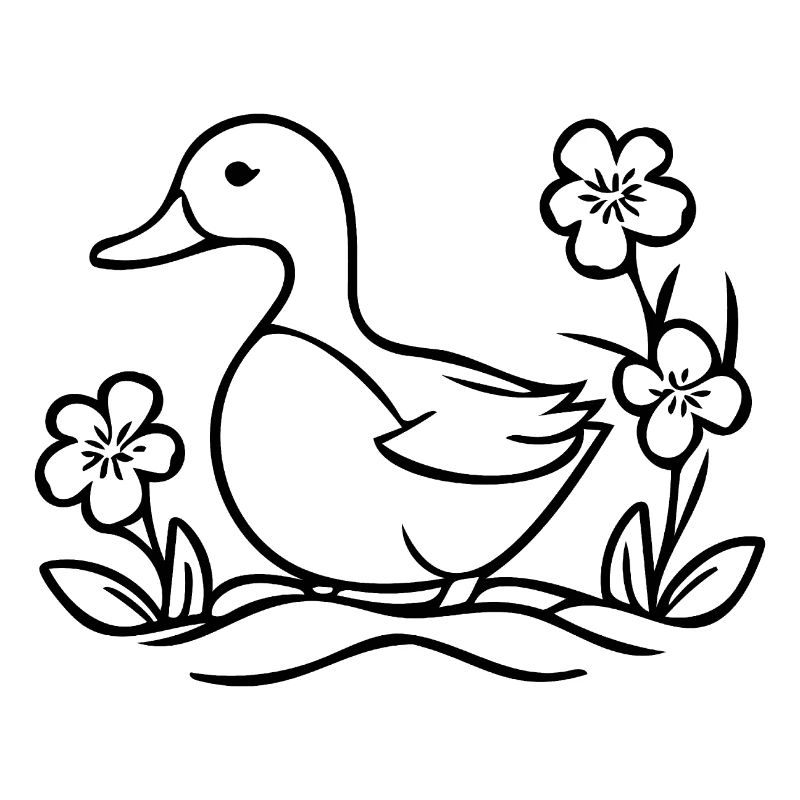 Duck Birds Ducks