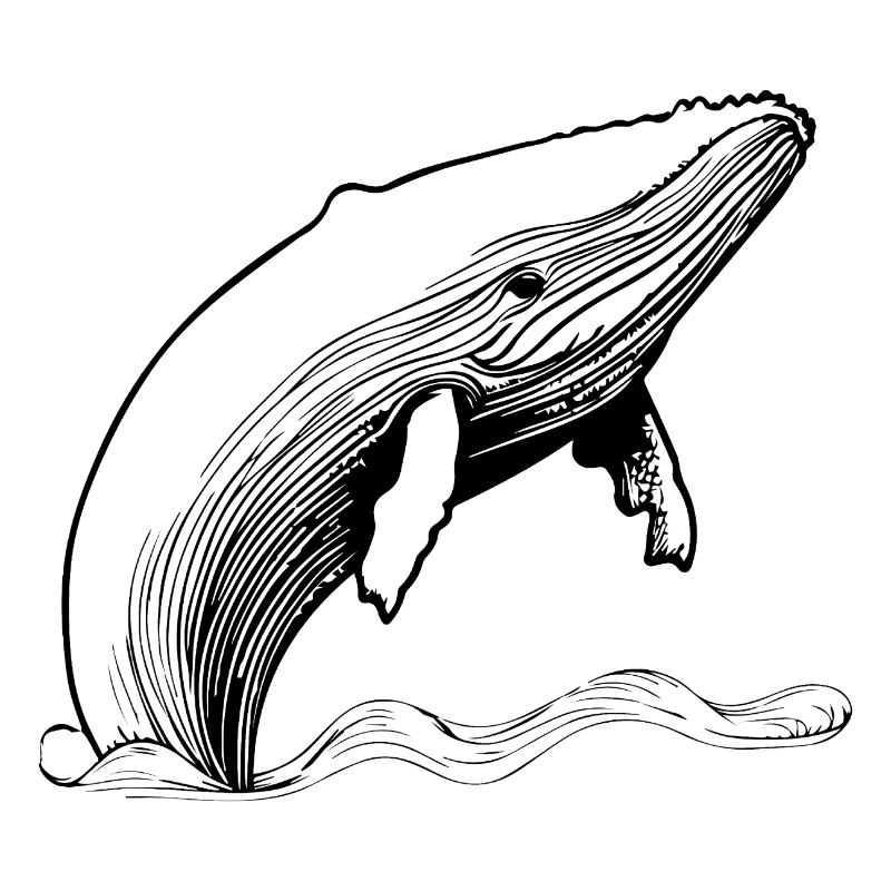 Whale Sea Fish