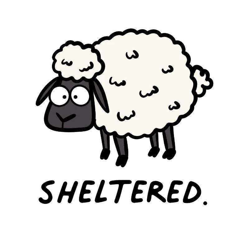 Moutons abrités