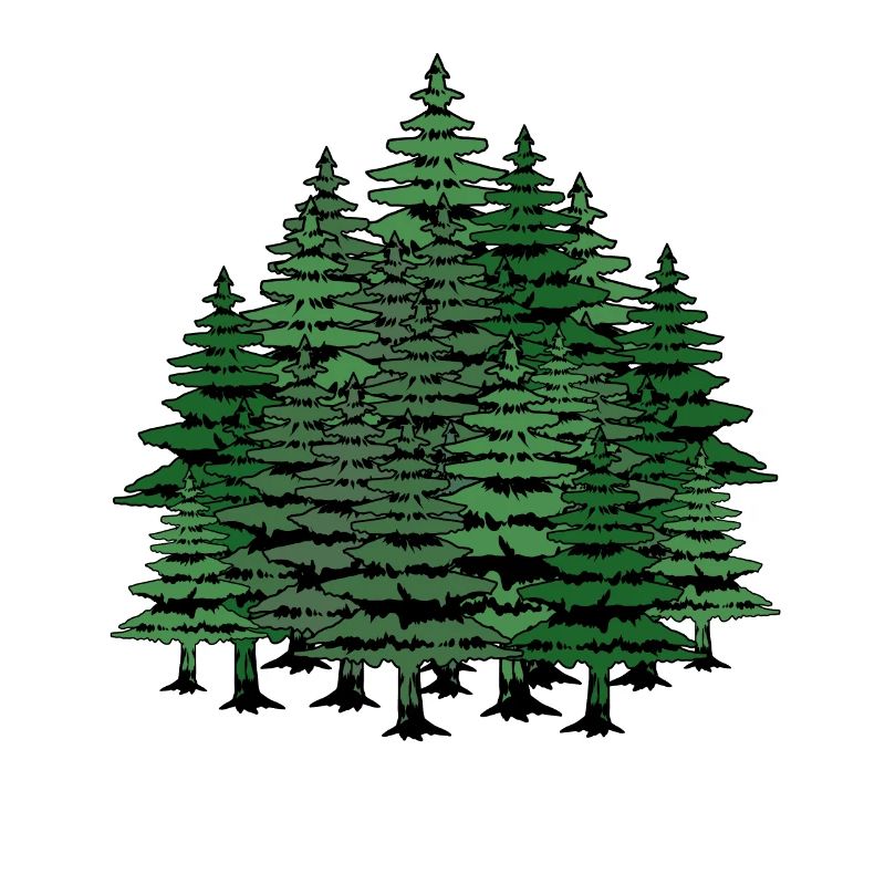 Fir trees forest wilderness nature climate