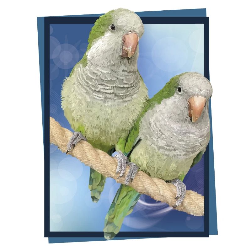 Argentine Parakeet