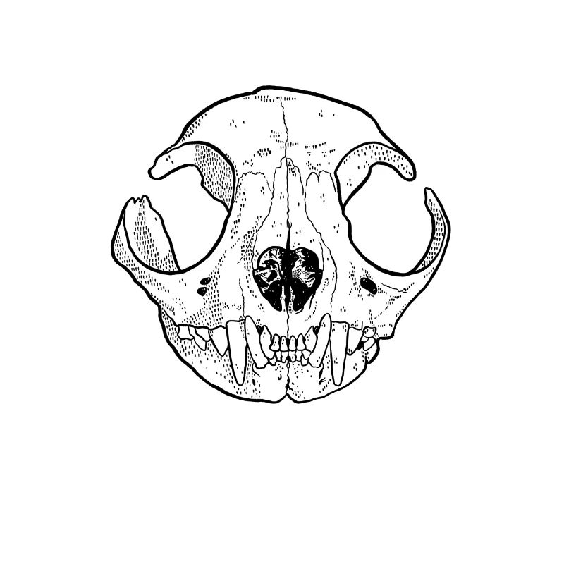Cats Skull Skull Skull
