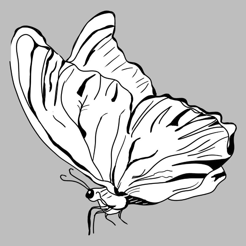 papillon vecter
