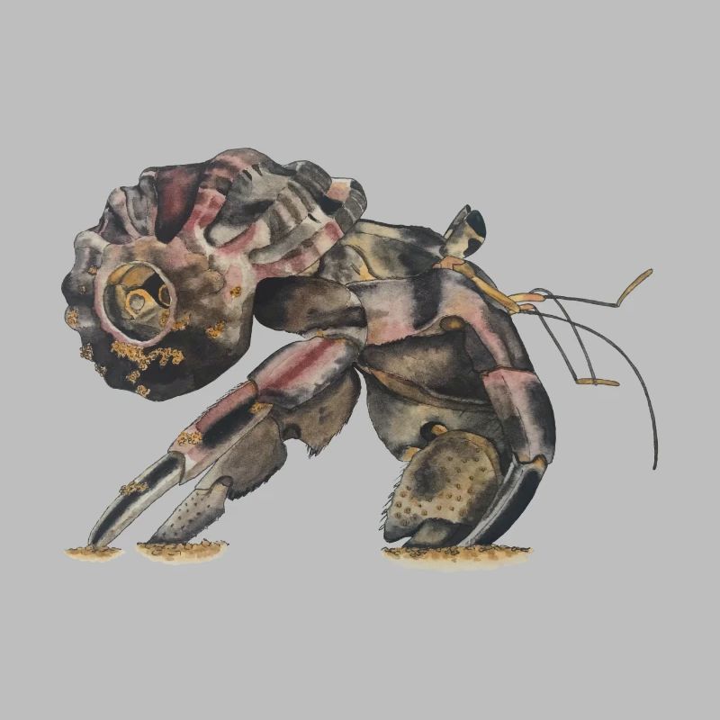 Hermit crabs Sp