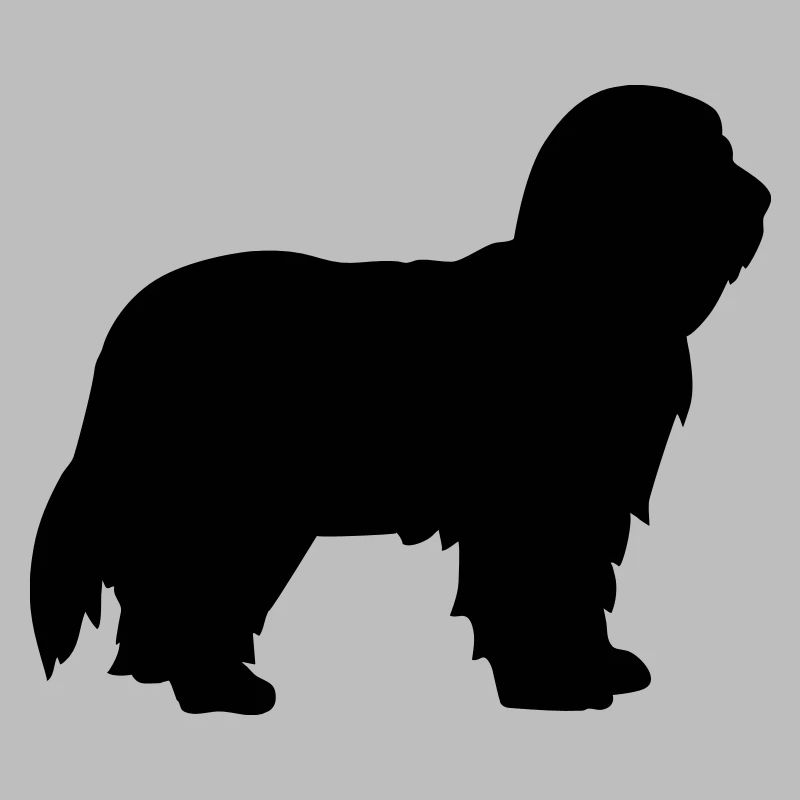 Bearded Collie