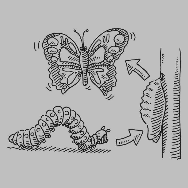 Métamorphose Chenille Pupe Papillon